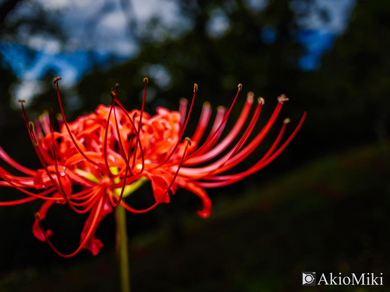 GH6 + LUMIX G 14mm F2.5 II ASPH.