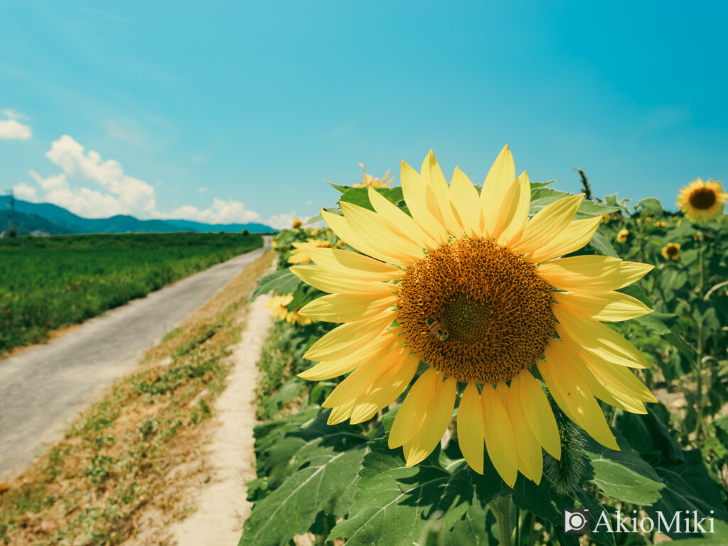 Lumix G 14mm F2.5 II ASPH.の作例