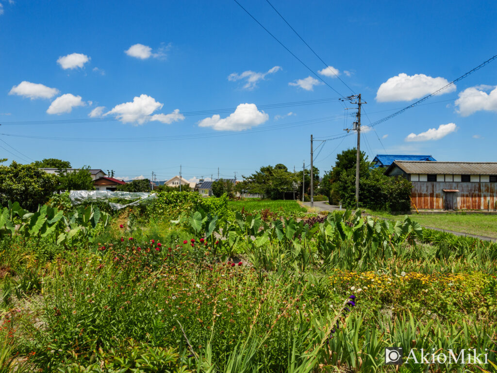 Lumix G 14mm F2.5 II ASPH.の作例