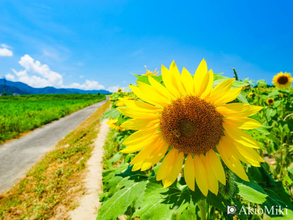 Lumix G 14mm F2.5 II ASPH.の作例