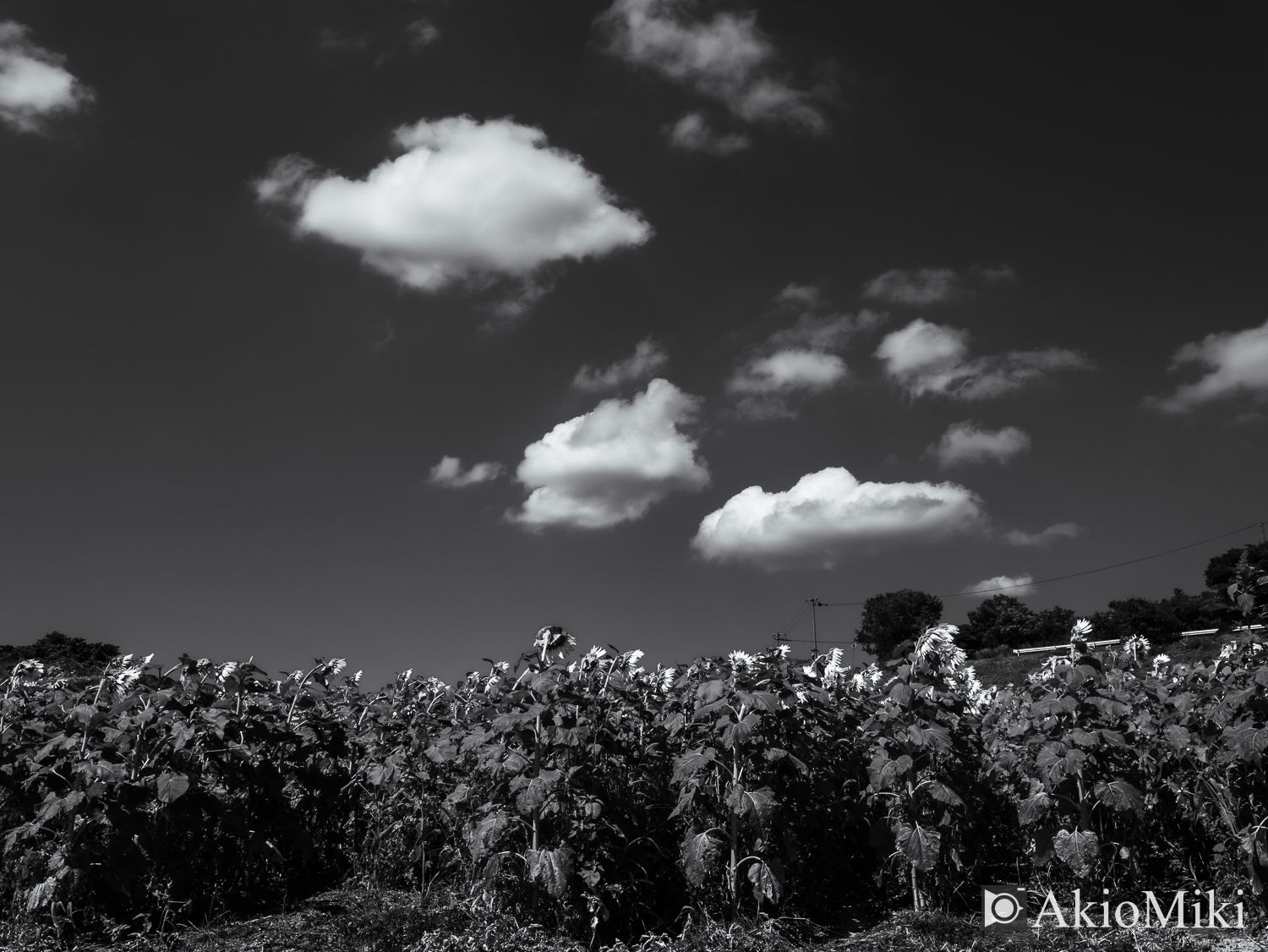 Lumix G 14mm F2.5 II ASPH.の作例