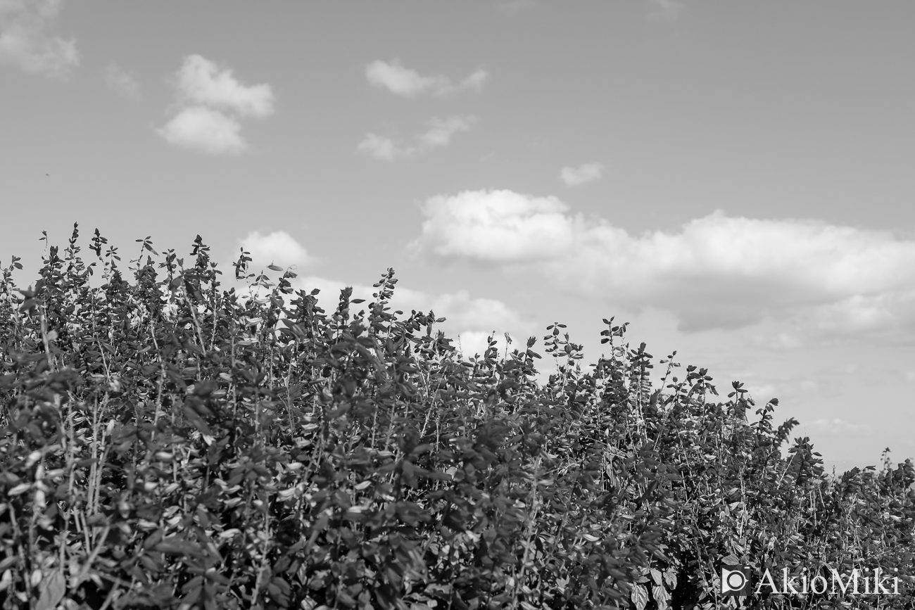 ACROS+のフィルムシミュレーション