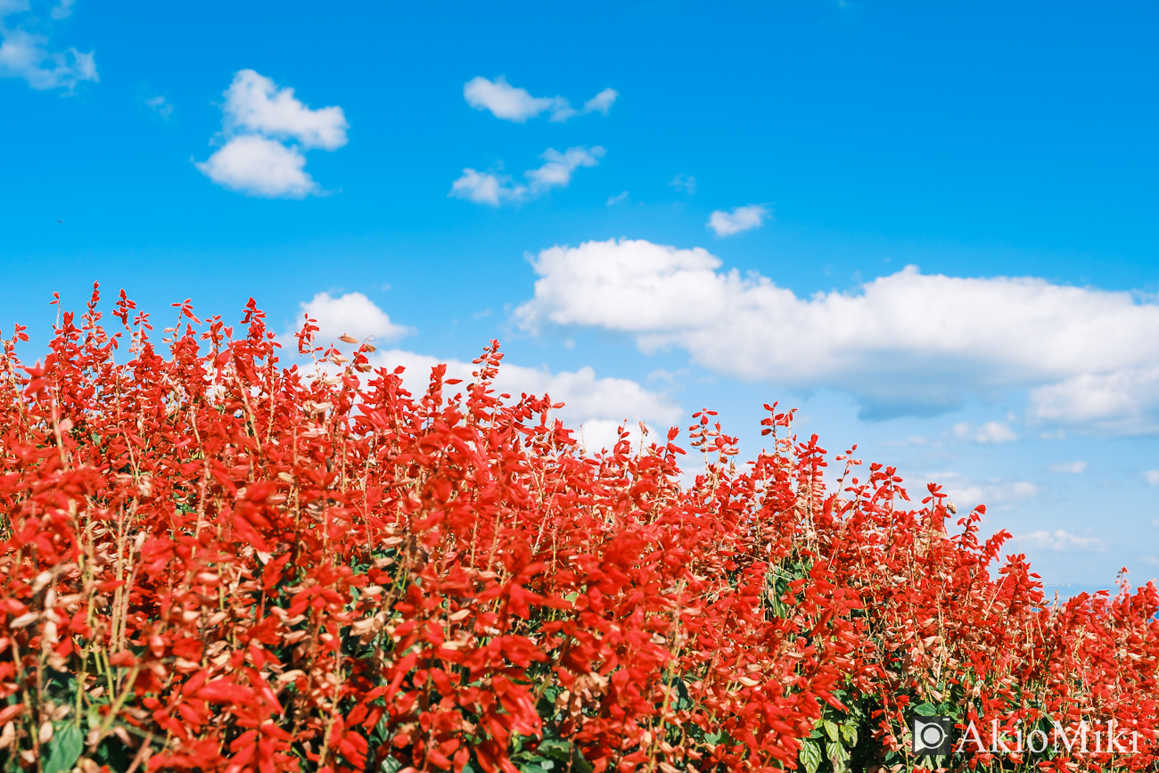 Classic Negのフィルムシミュレーション