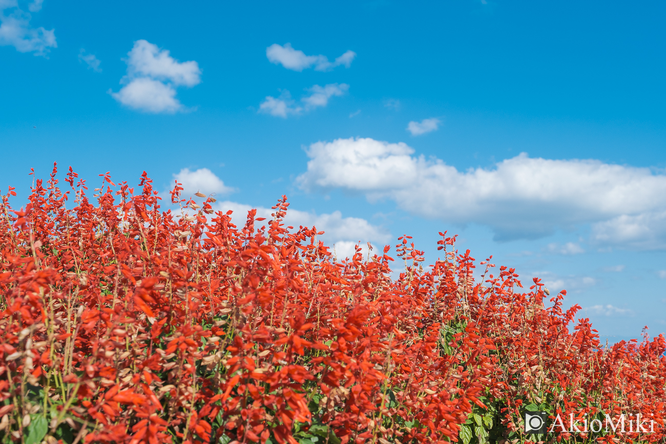 ETERNAのフィルムシミュレーション