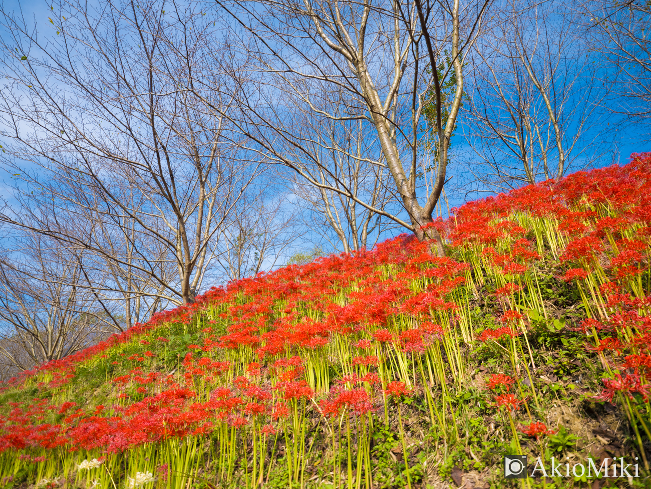 宝山湖　彼岸花