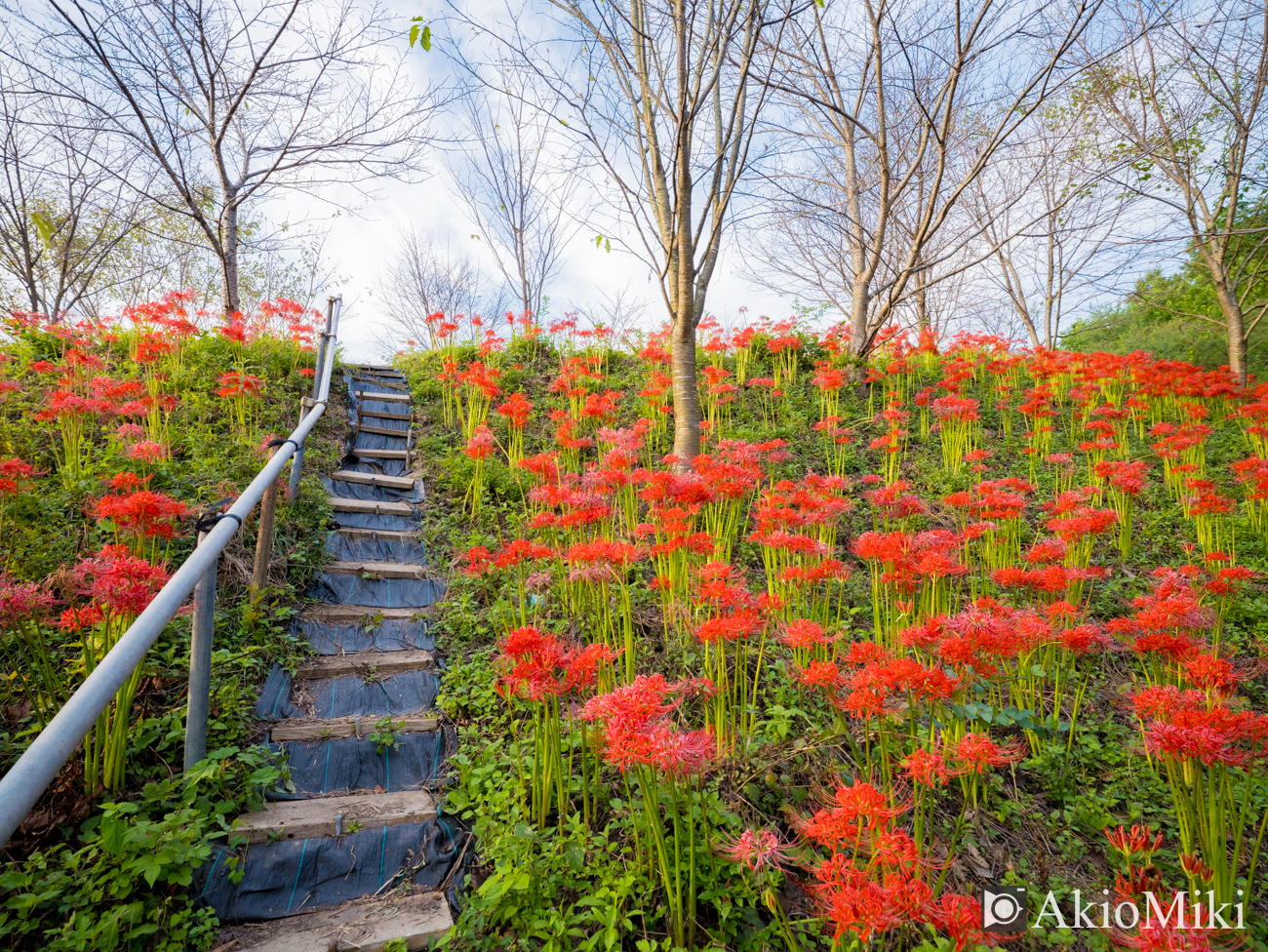 宝山湖　彼岸花