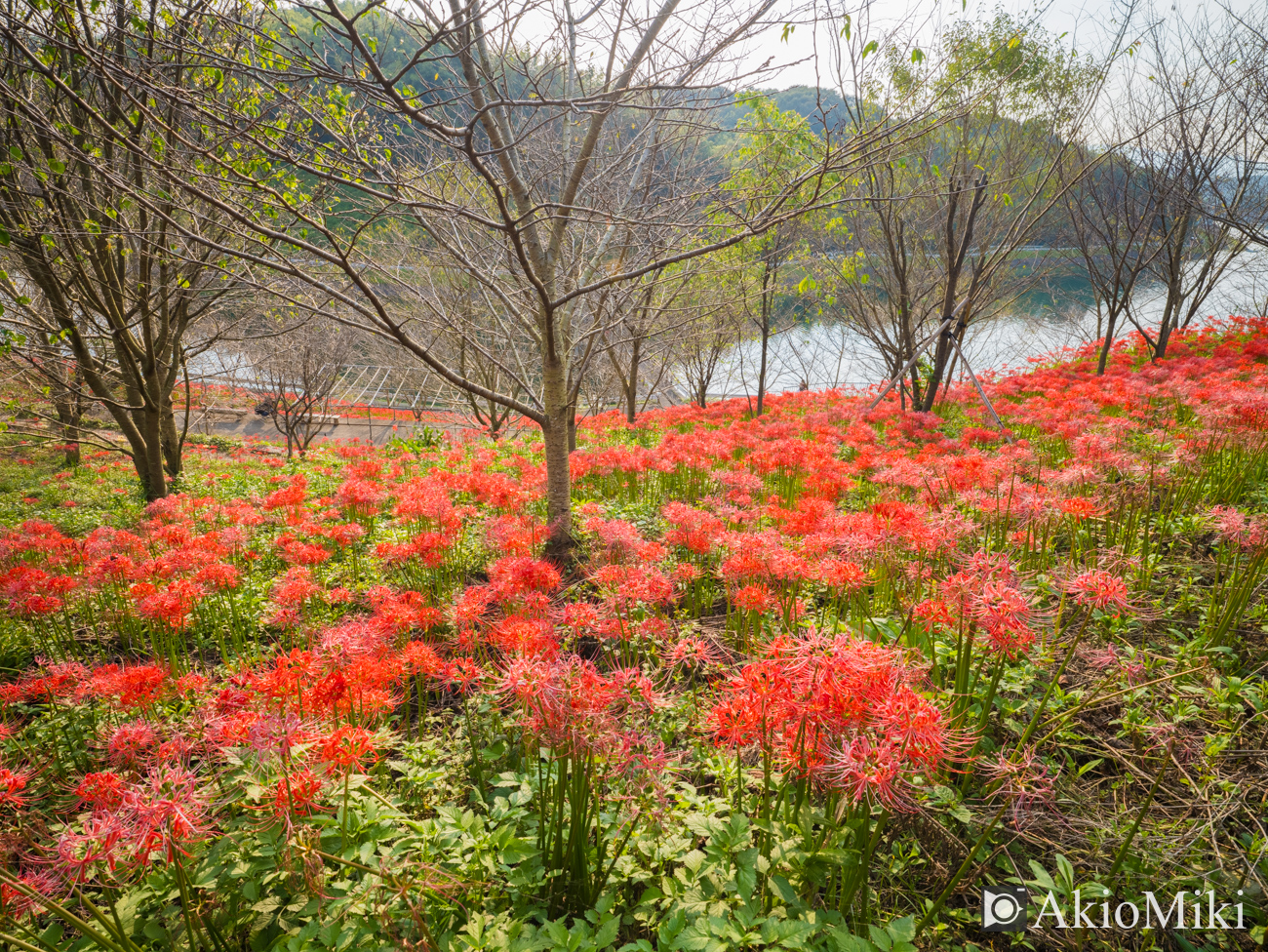 宝山湖　彼岸花