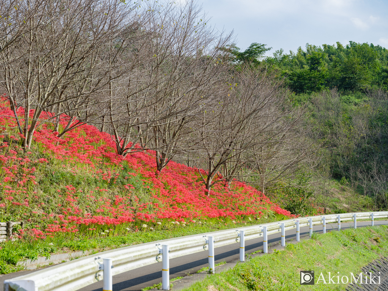 宝山湖　彼岸花