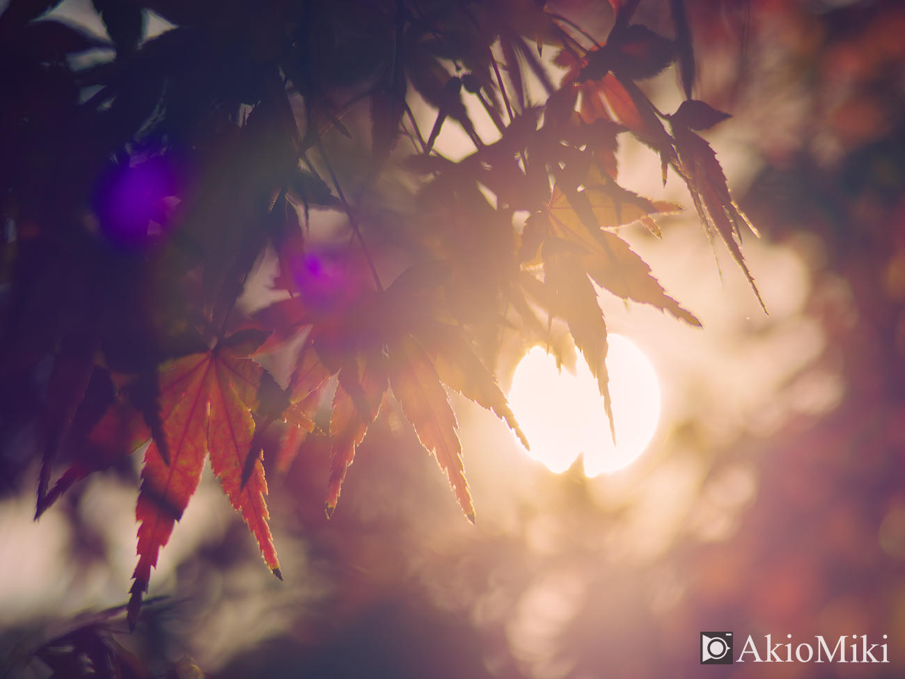 秋の栗林公園　昼