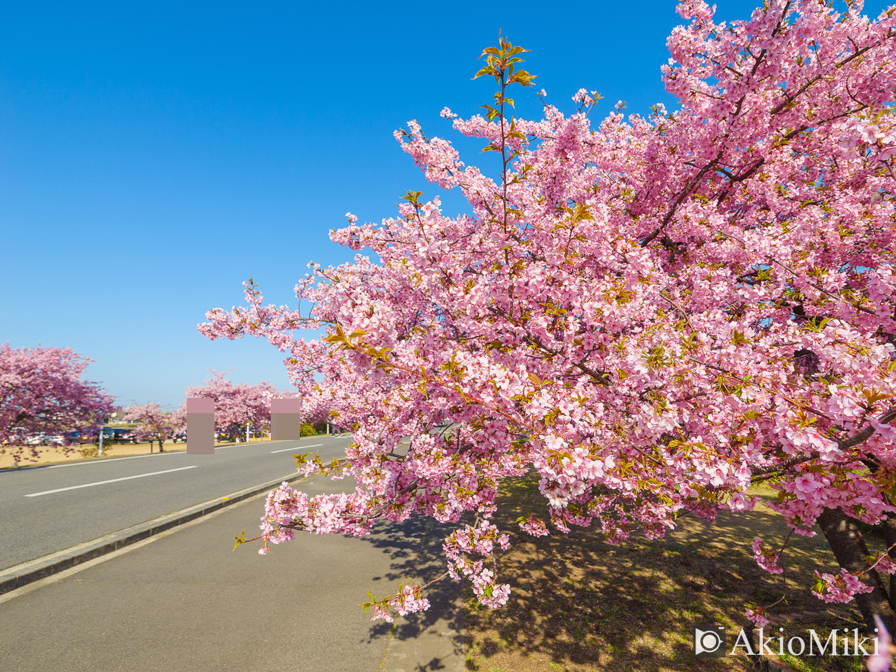 東かがわ　湊川の河津桜ロード