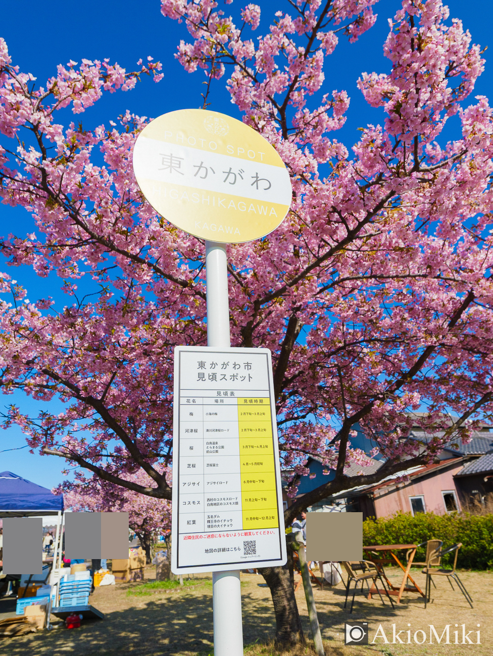 東かがわ　湊川の河津桜ロード