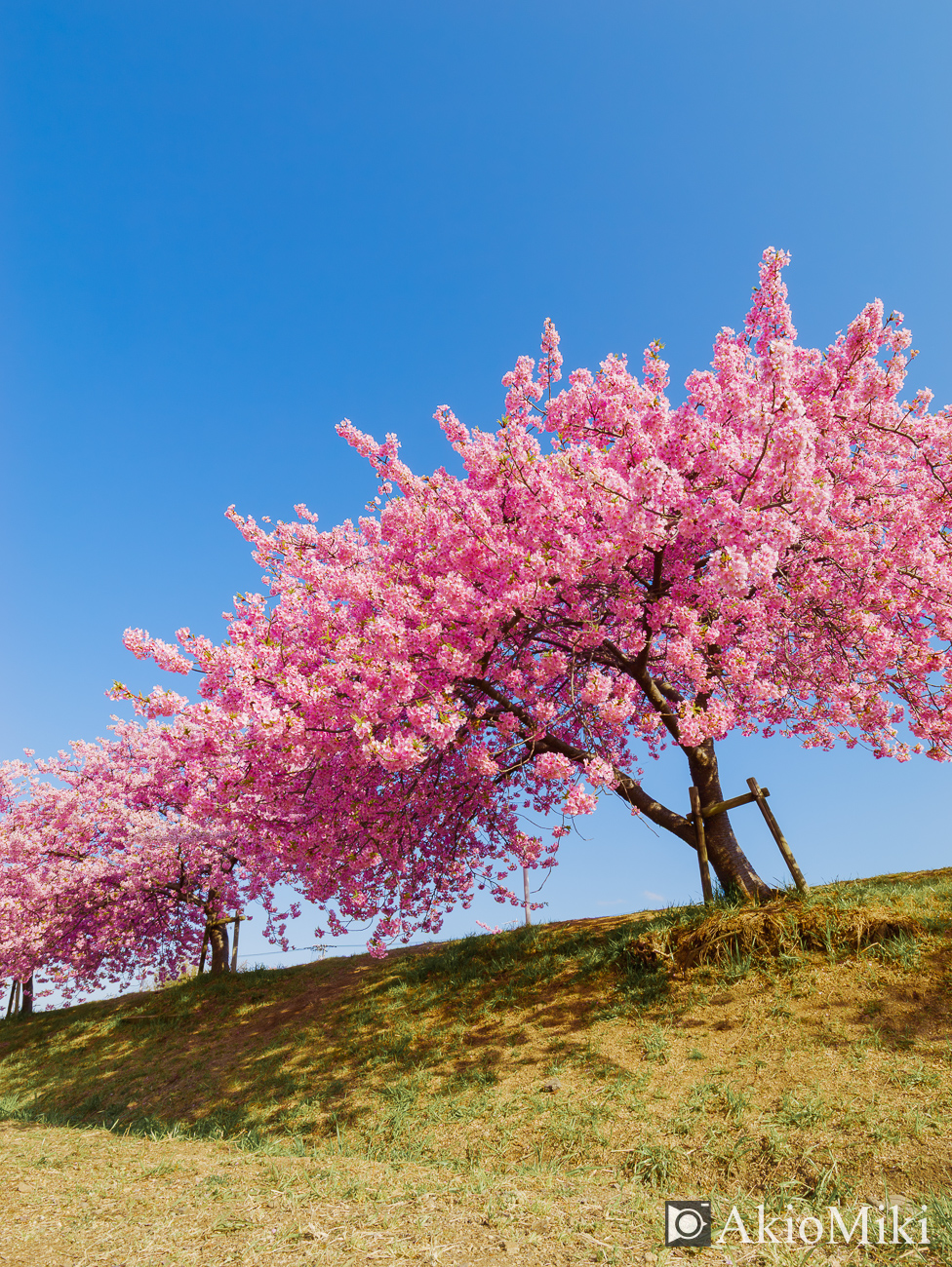 東かがわ　湊川の河津桜ロード