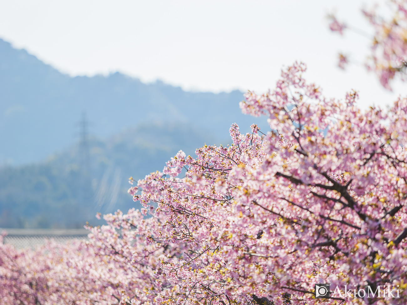 東かがわ　湊川の河津桜ロード