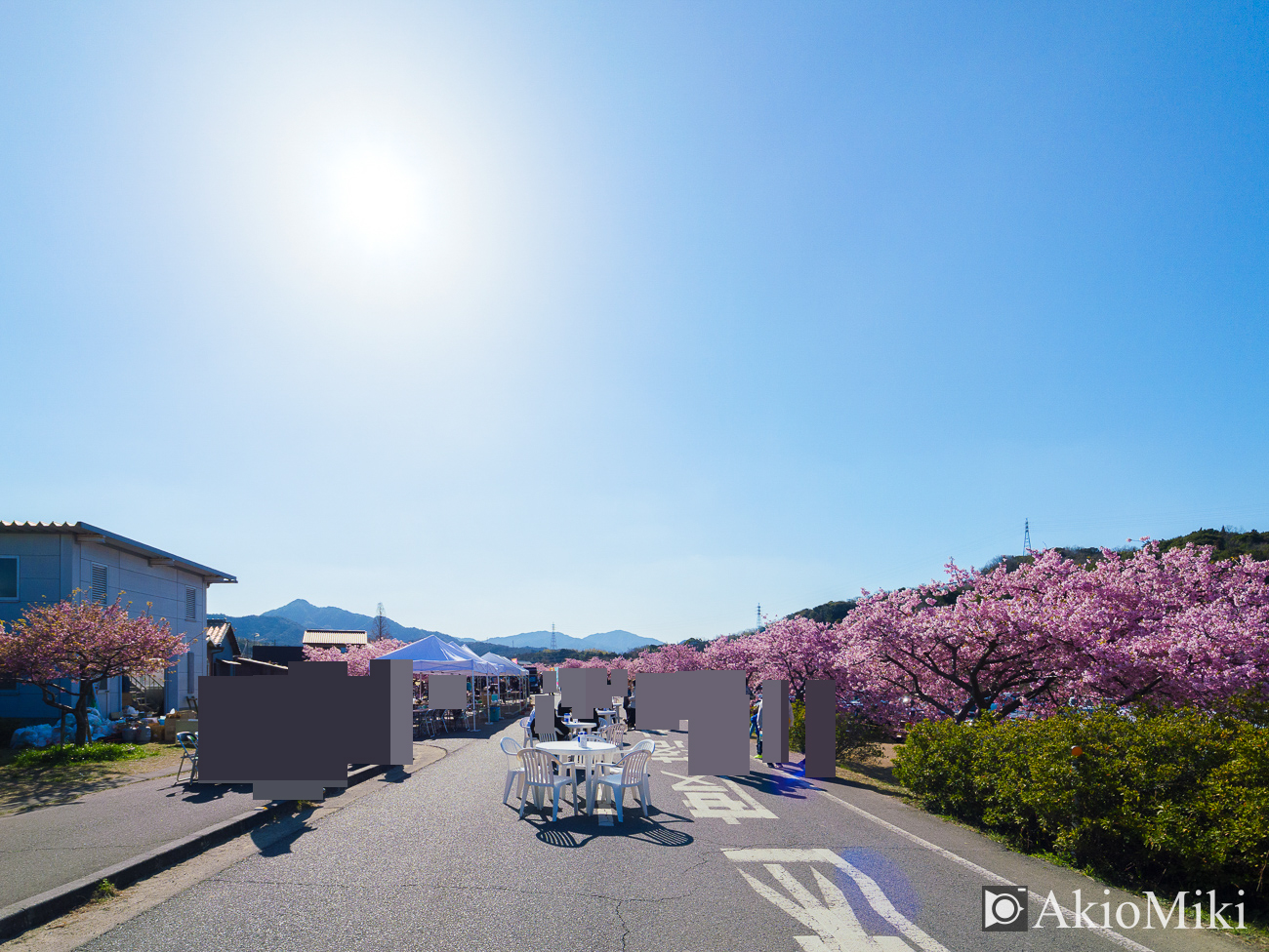 東かがわ　湊川の河津桜ロード