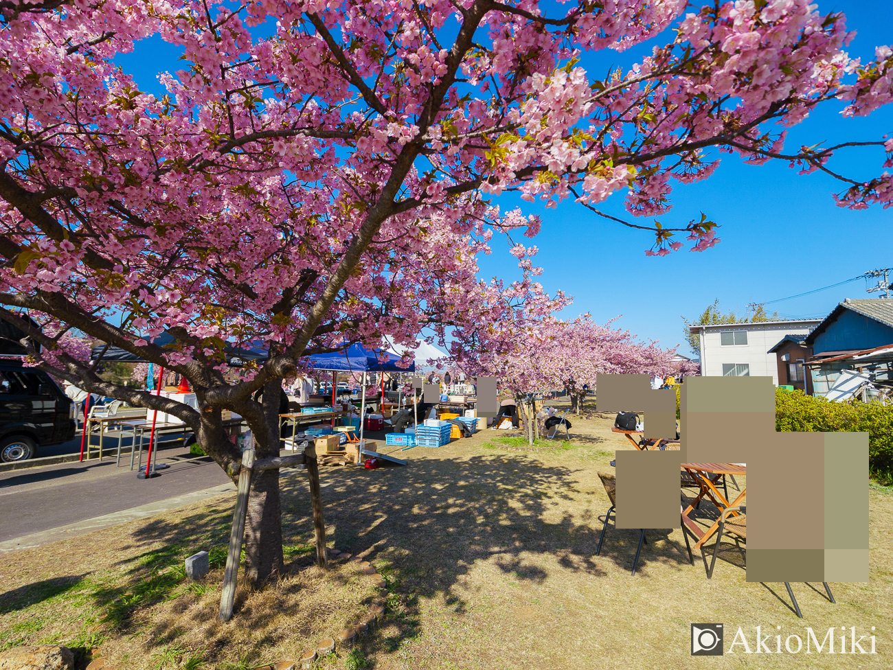 東かがわ　湊川の河津桜ロード