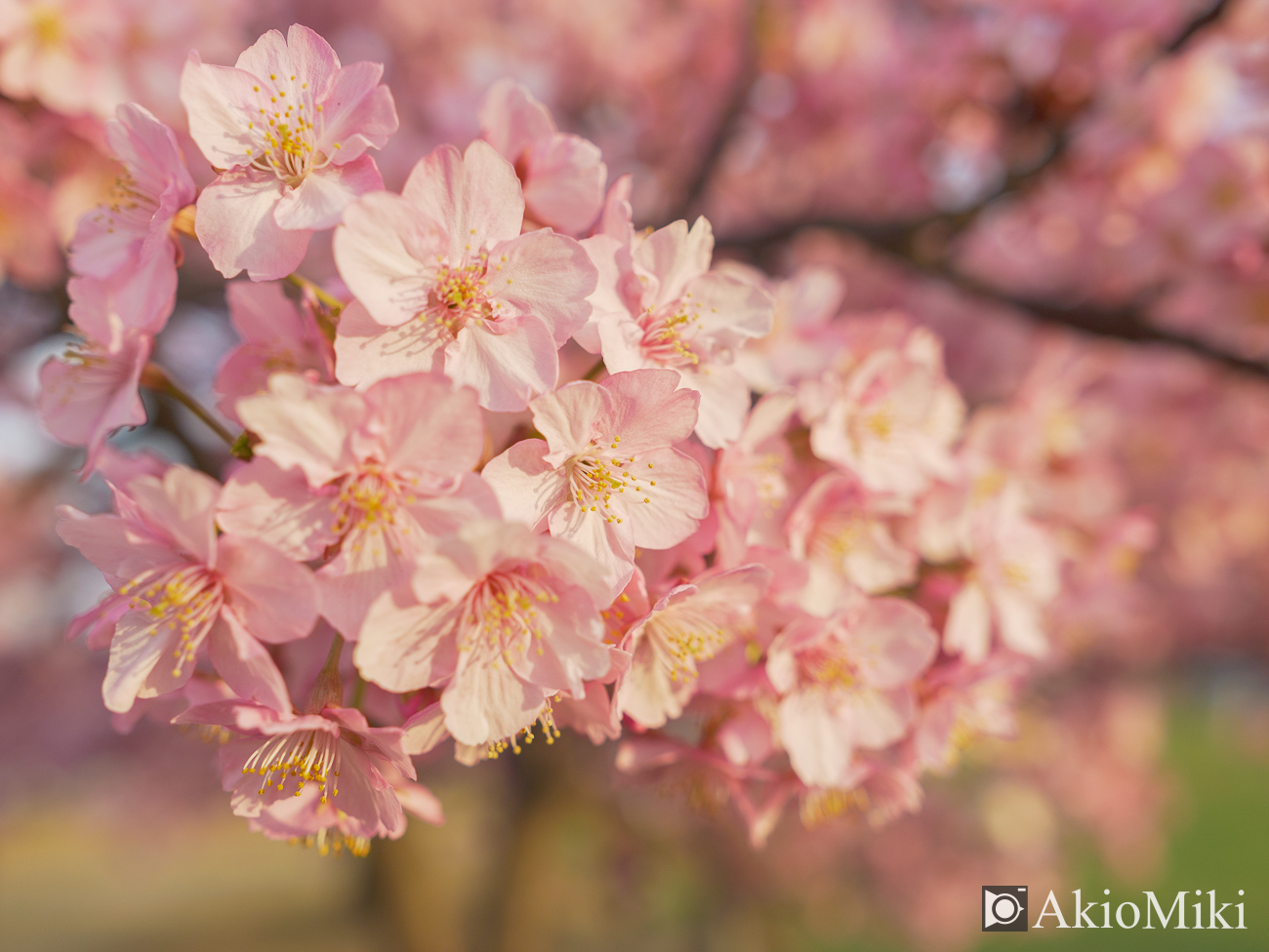 東かがわ　湊川の河津桜ロード