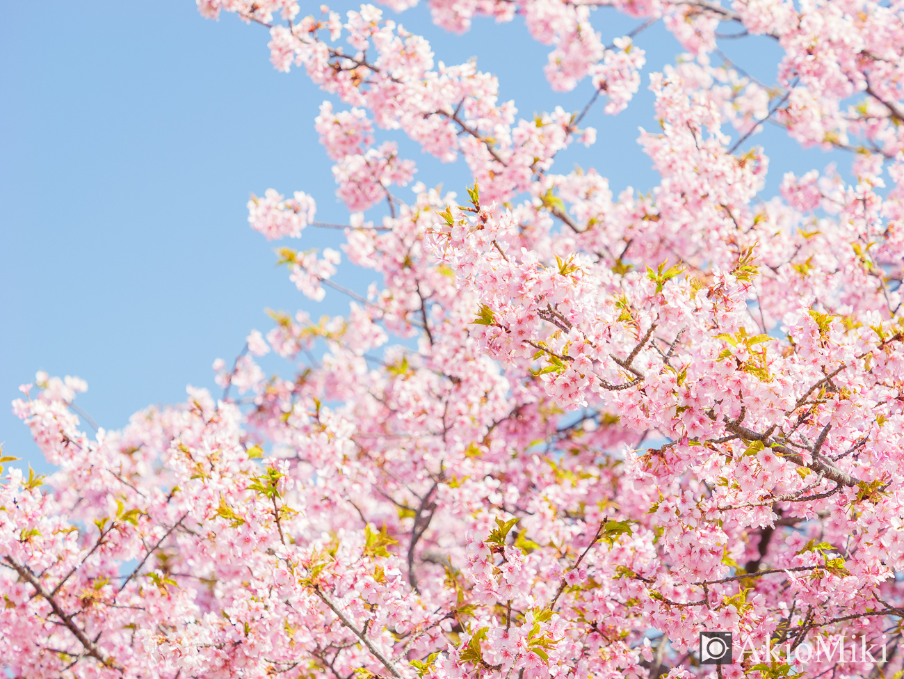 東かがわ 湊川の河津桜ロード