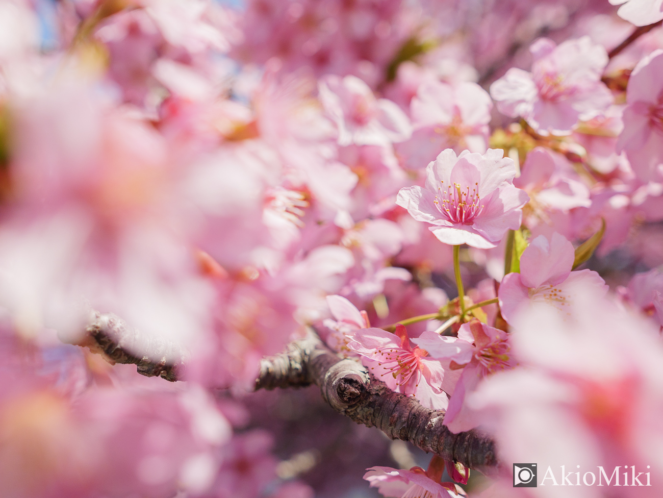 東かがわ　湊川の河津桜ロード