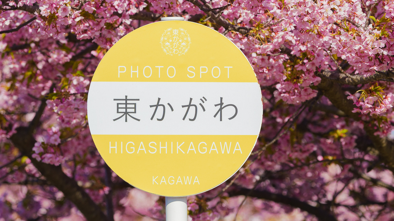 東かがわ　湊川の河津桜ロード