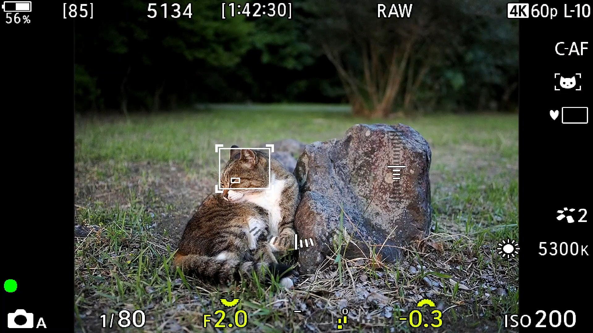 OM-3 猫 AF