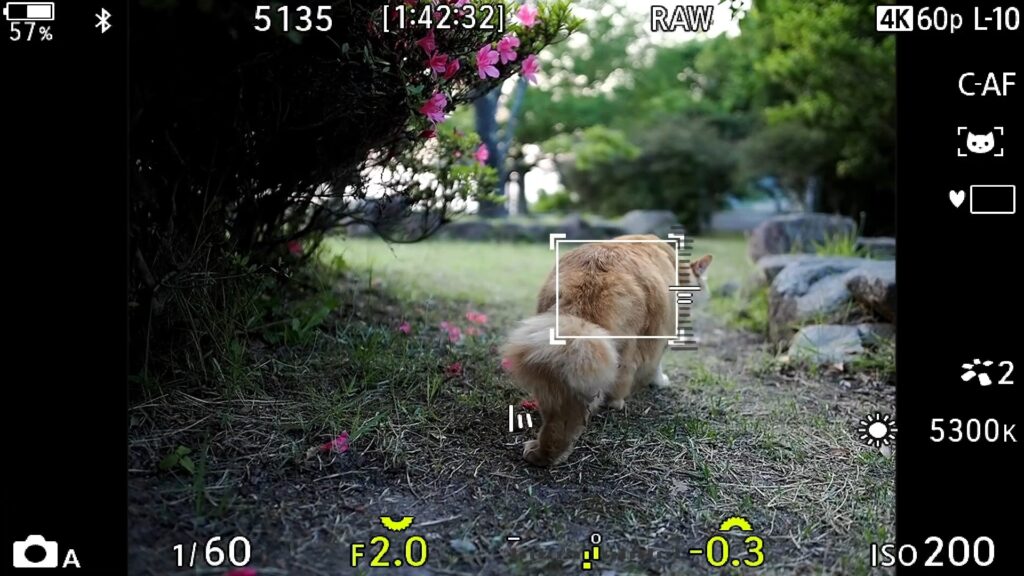 OM-3 猫 AF