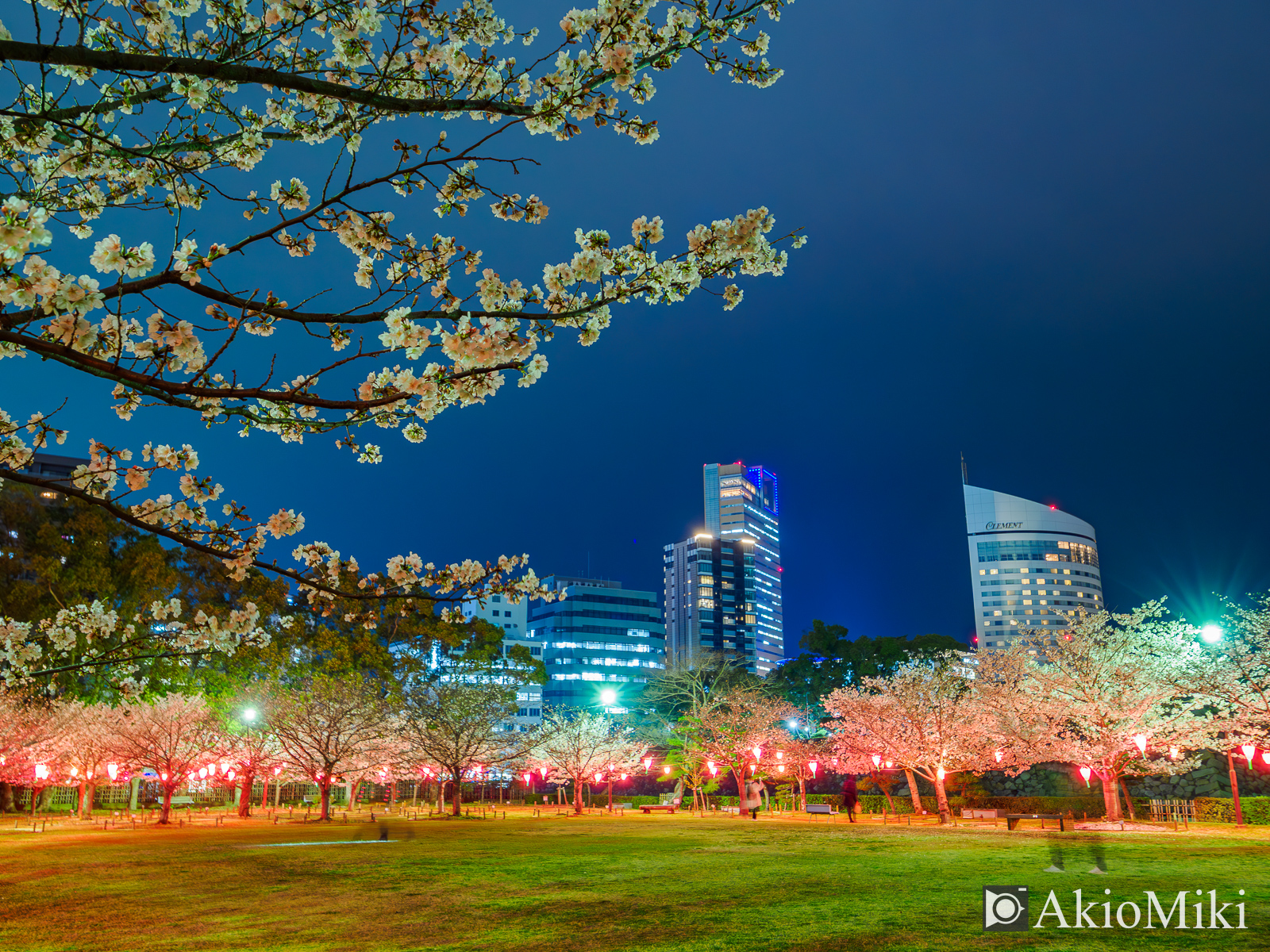 玉藻公園 桜