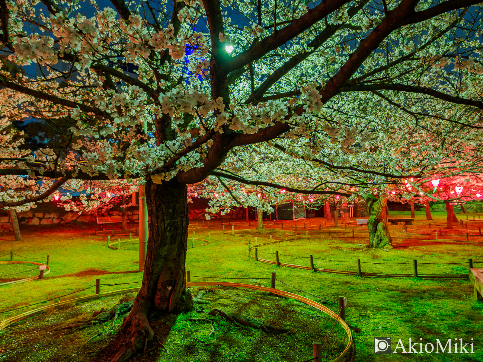 玉藻公園　桜