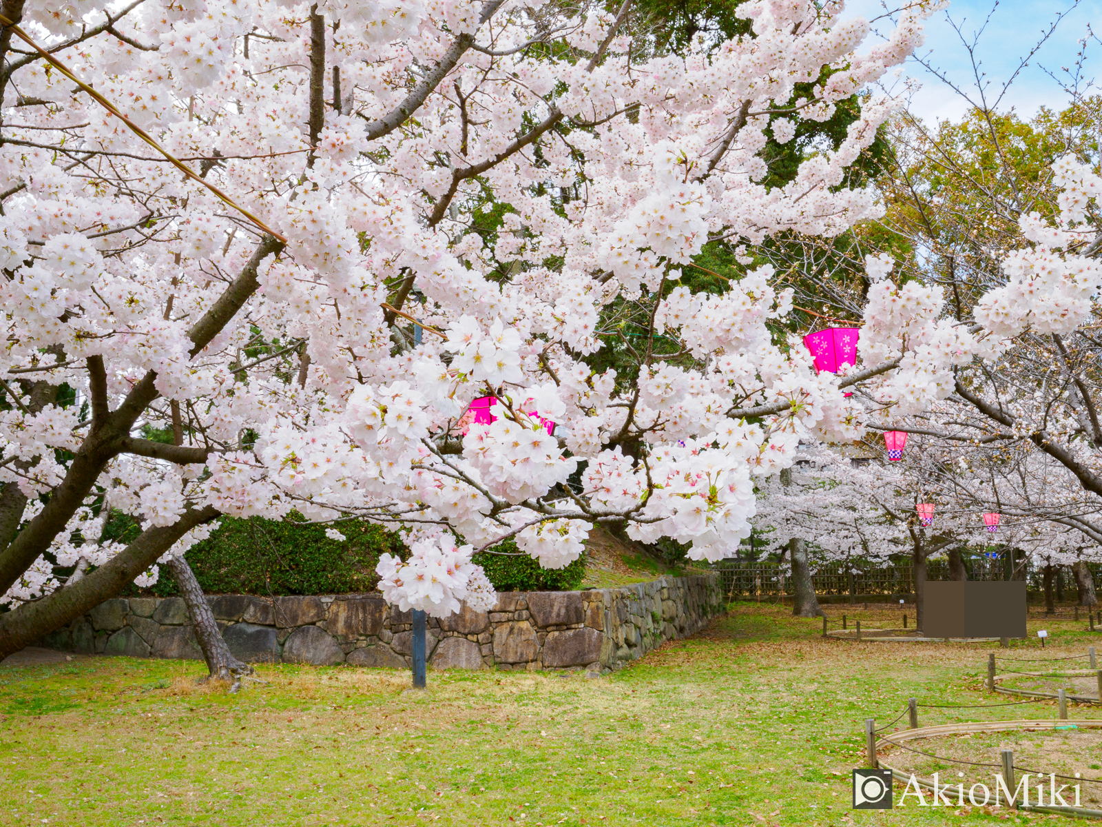 玉藻公園　桜