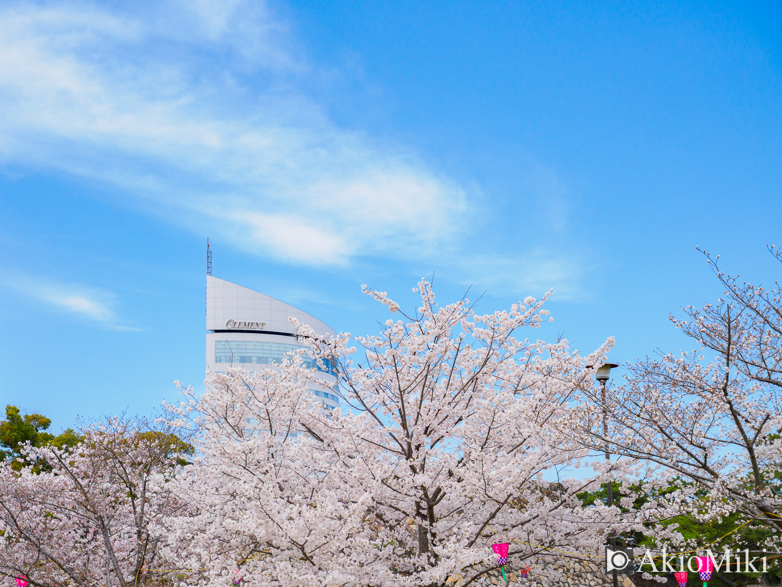 玉藻公園　桜