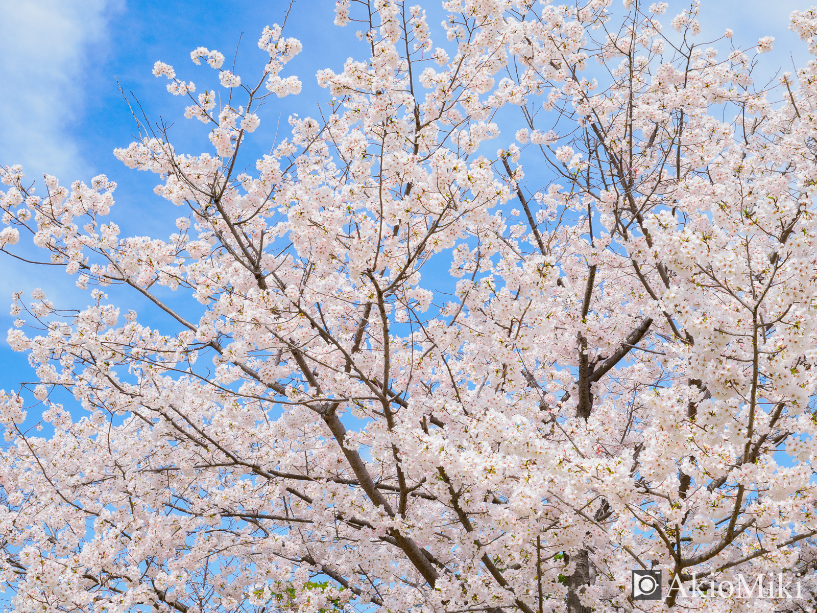 玉藻公園　桜