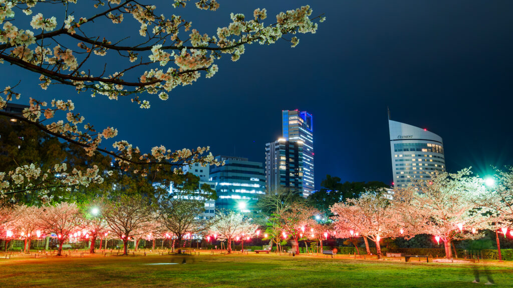 玉藻公園　桜