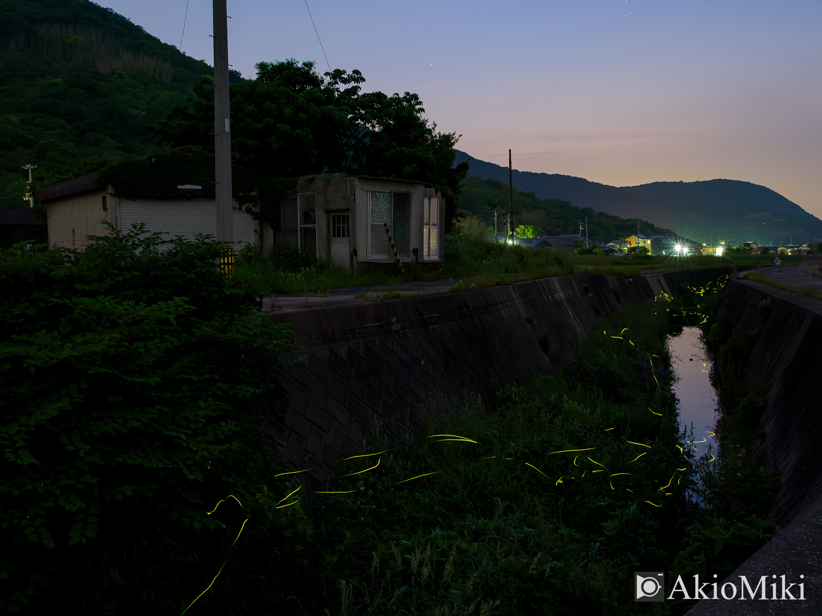 香川県のゲンジボタル 2025年