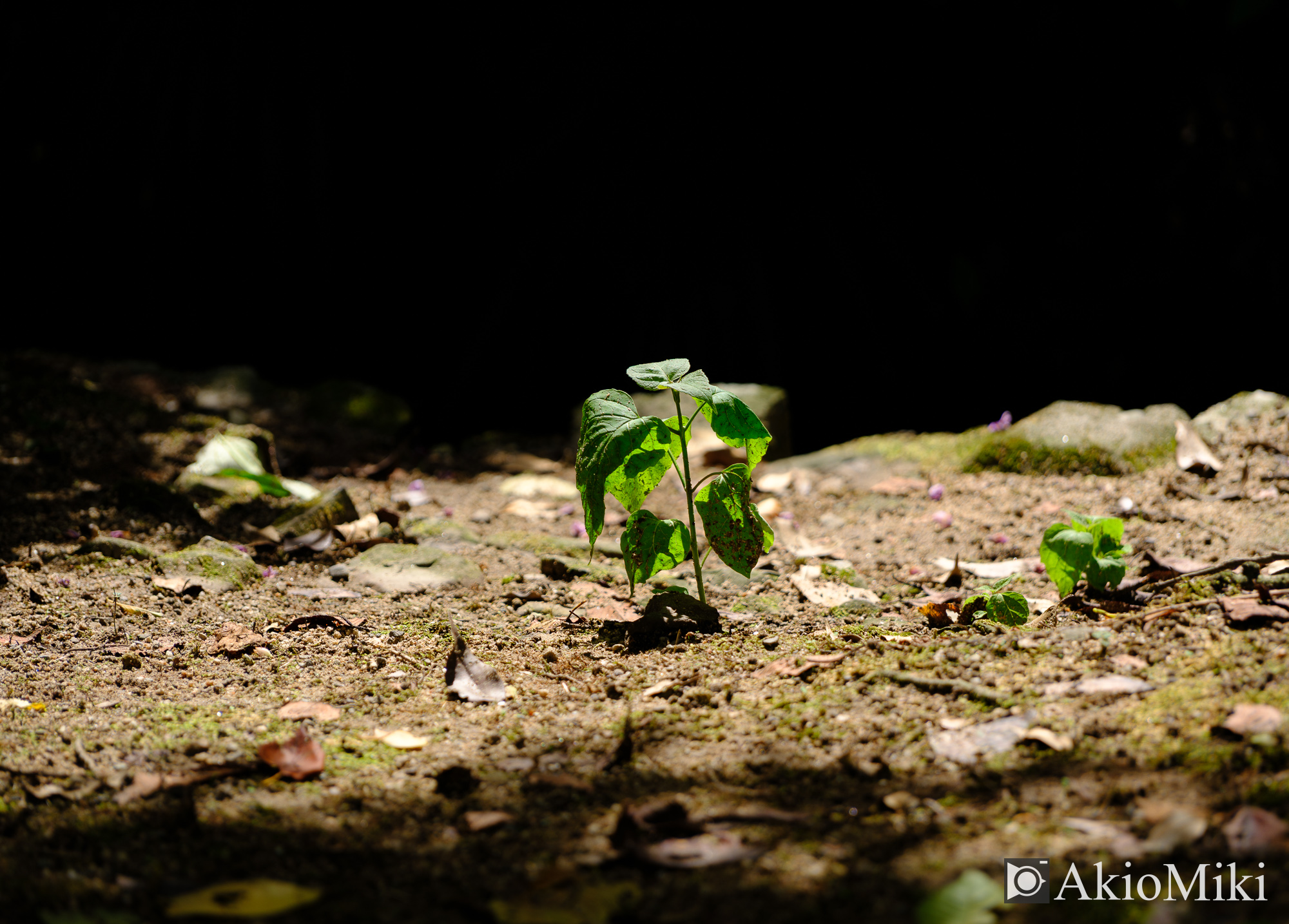 FUJIFILM GFX100SⅡ + GF45mm F2.8 R WR