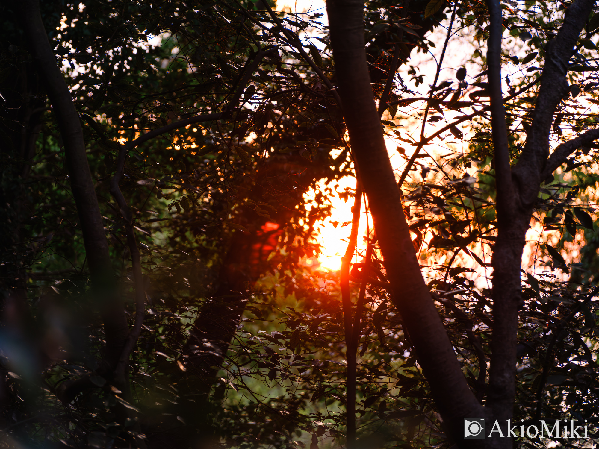 FUJIFILM GFX100SⅡ + GF45mm F2.8 R WR