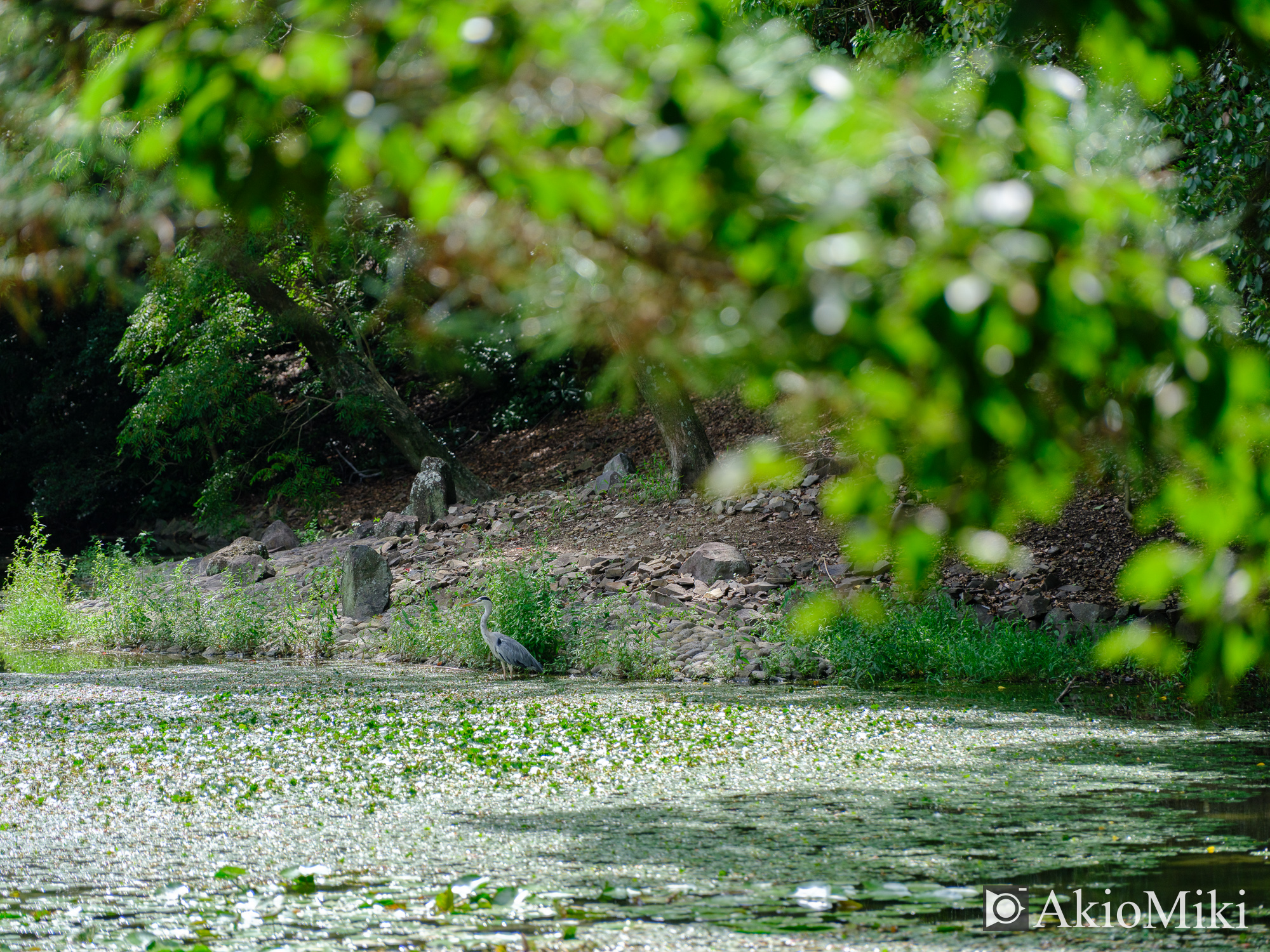 FUJIFILM GFX100SⅡ + GF45mm F2.8 R WR