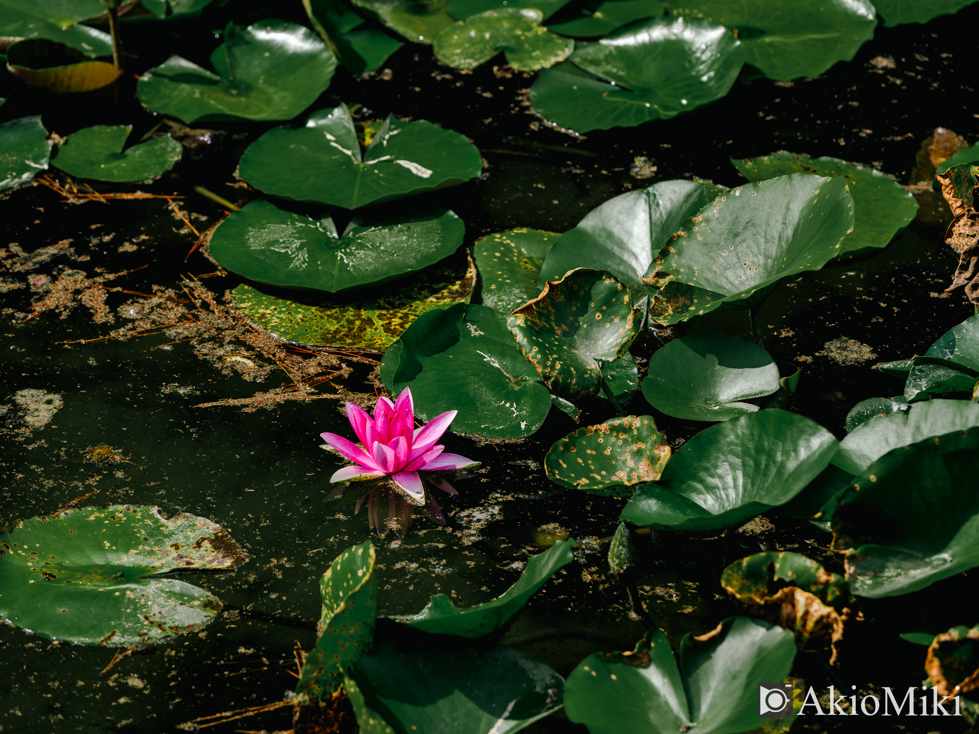 FUJIFILM GFX100SⅡ + GF45mm F2.8 R WR