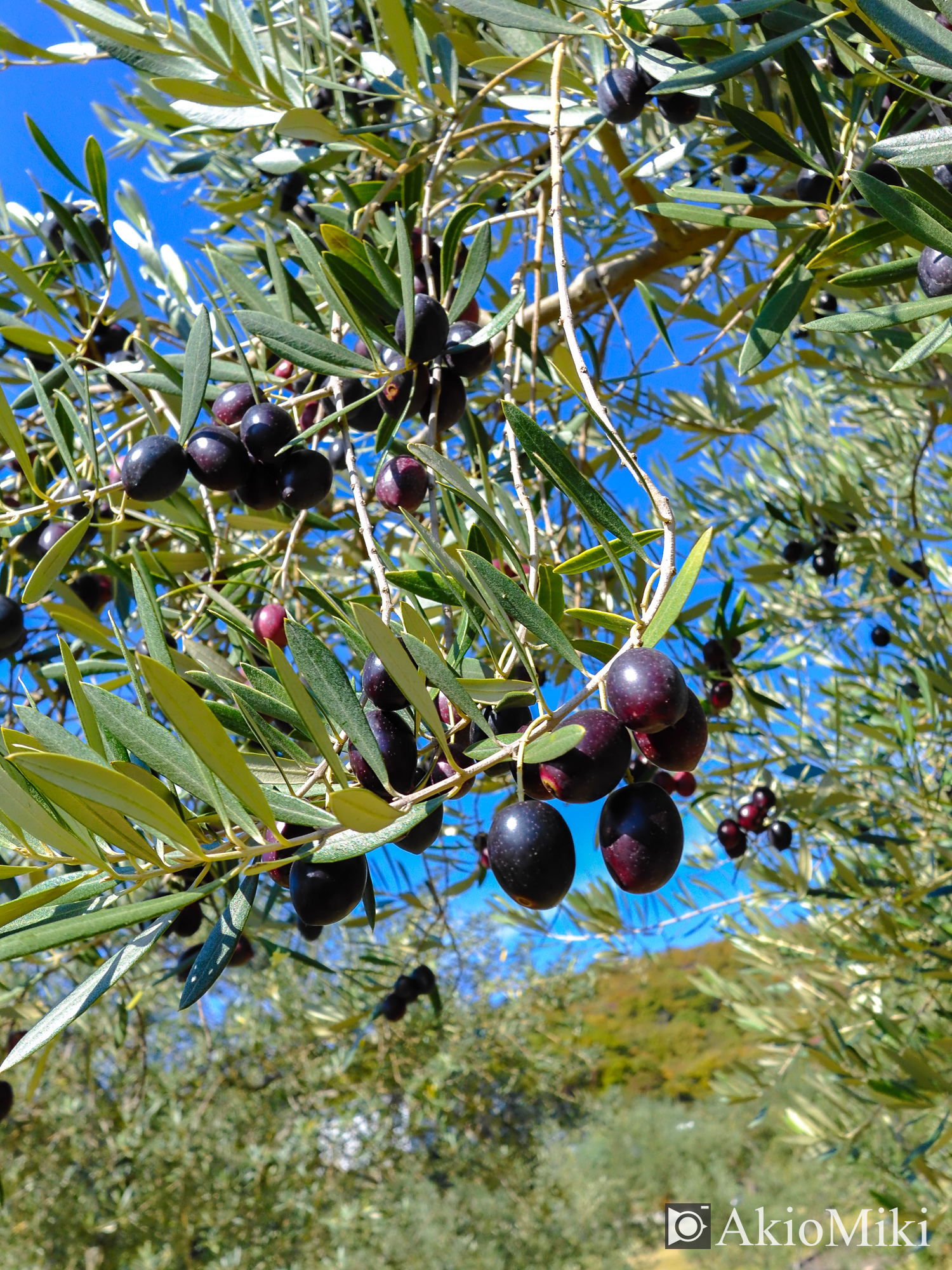 X half 小豆島オリーブ公園 Velvia