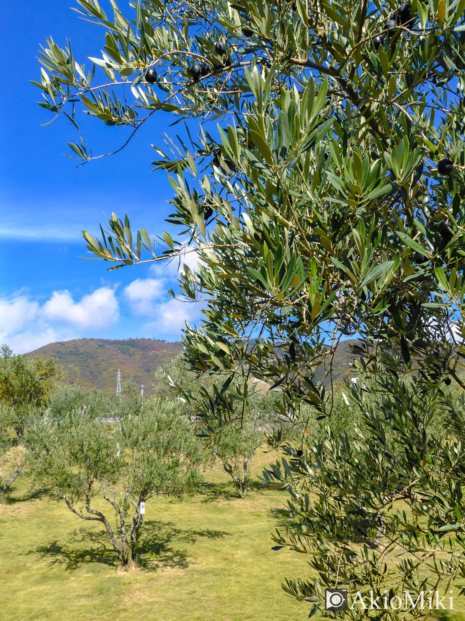 X half 小豆島オリーブ公園 Velvia
