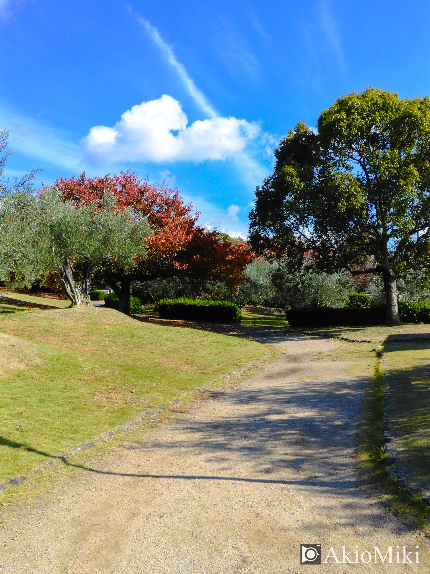 X half 小豆島オリーブ公園 Velvia