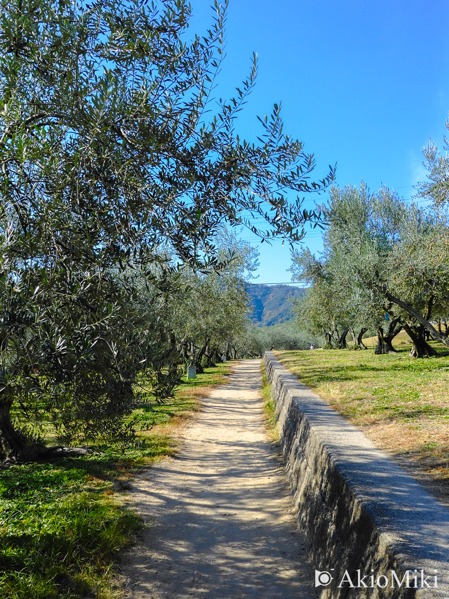 X half 小豆島オリーブ公園 Velvia