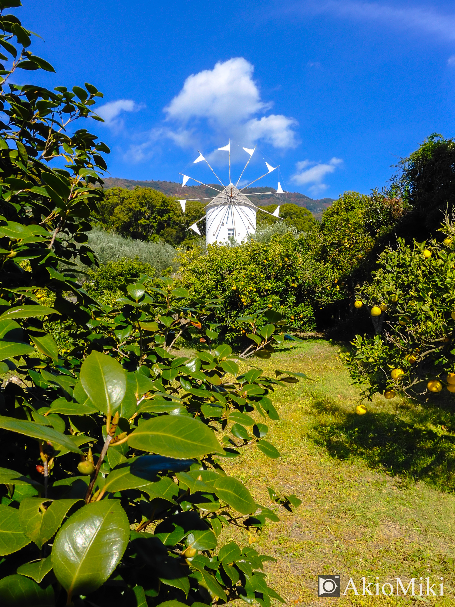 X half 小豆島オリーブ公園 Velvia