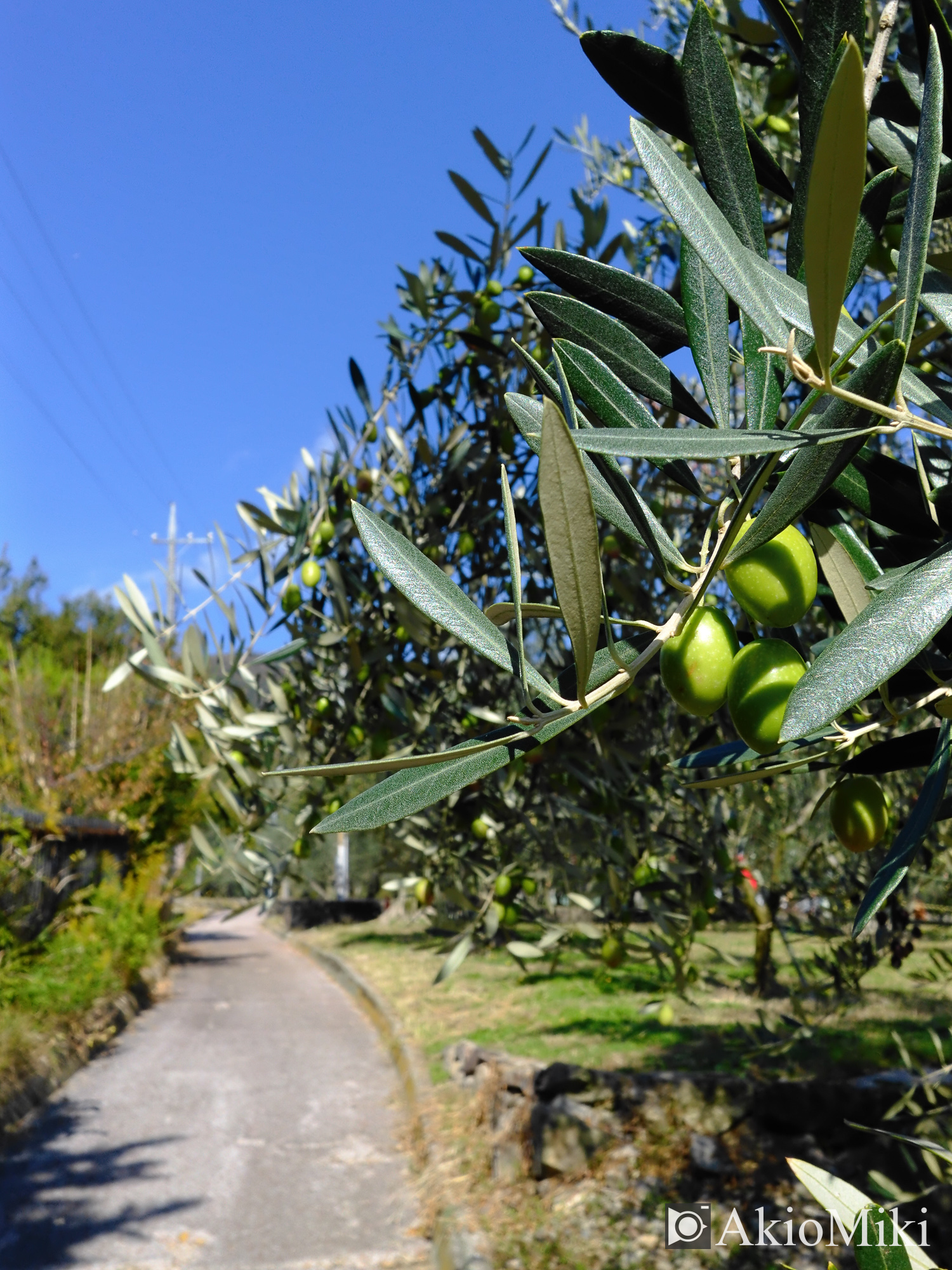 X half 小豆島オリーブ公園 Velvia