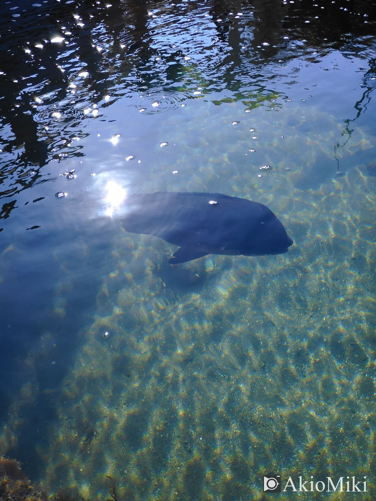 X half 二十四の瞳映画村 岬の分教場 Velvia