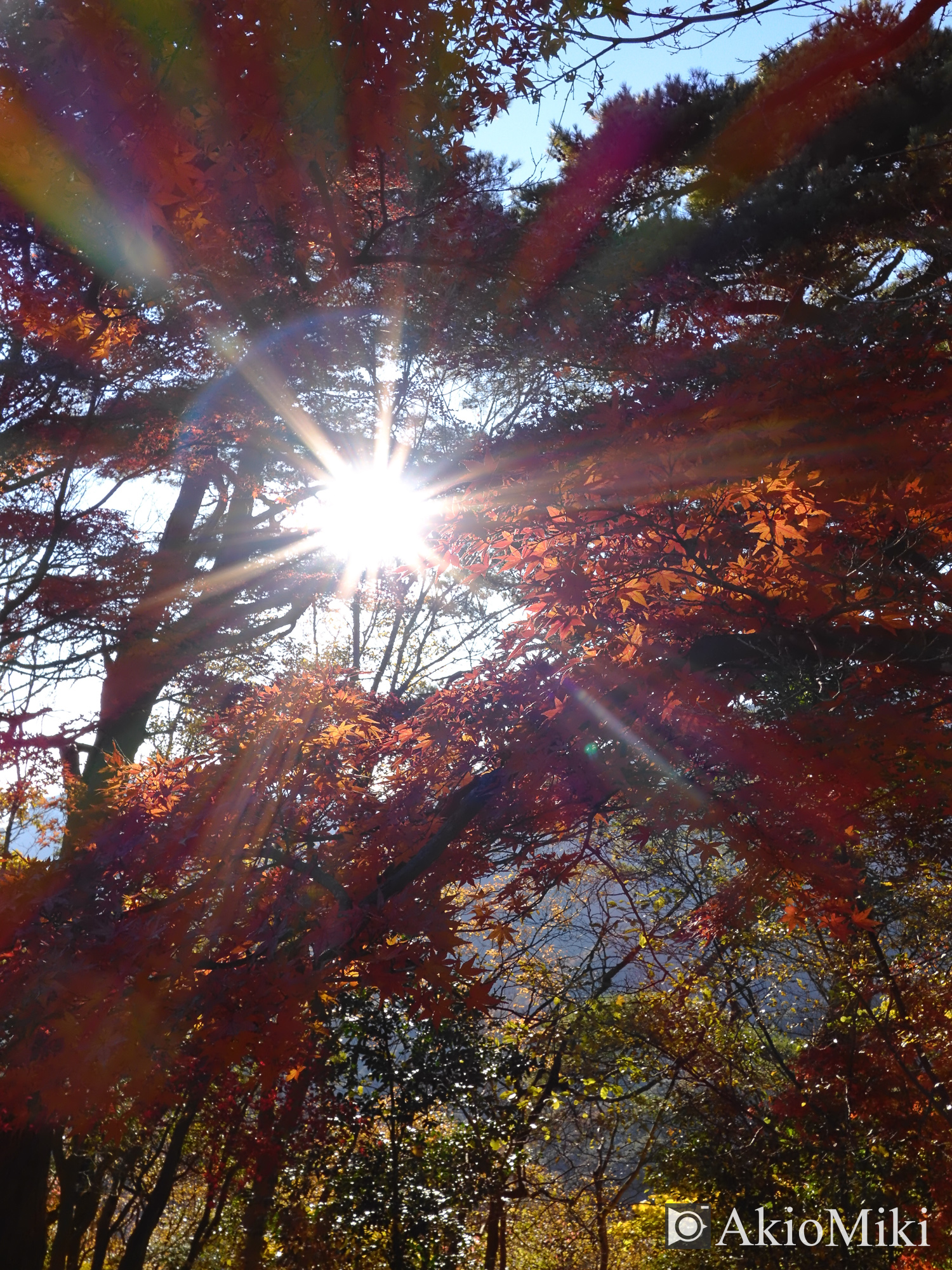 X half 寒霞渓 Velvia