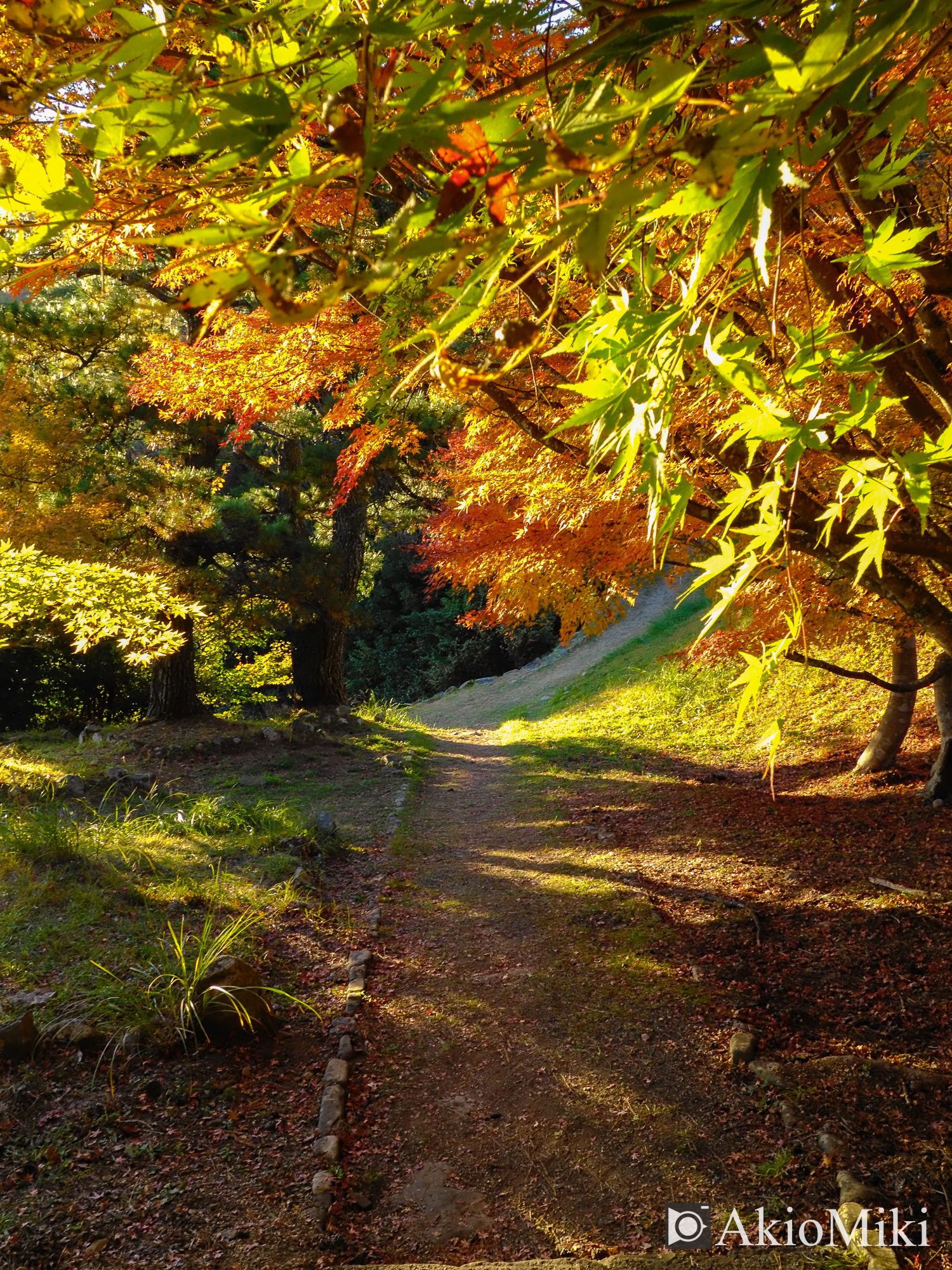 X half 寒霞渓 Velvia