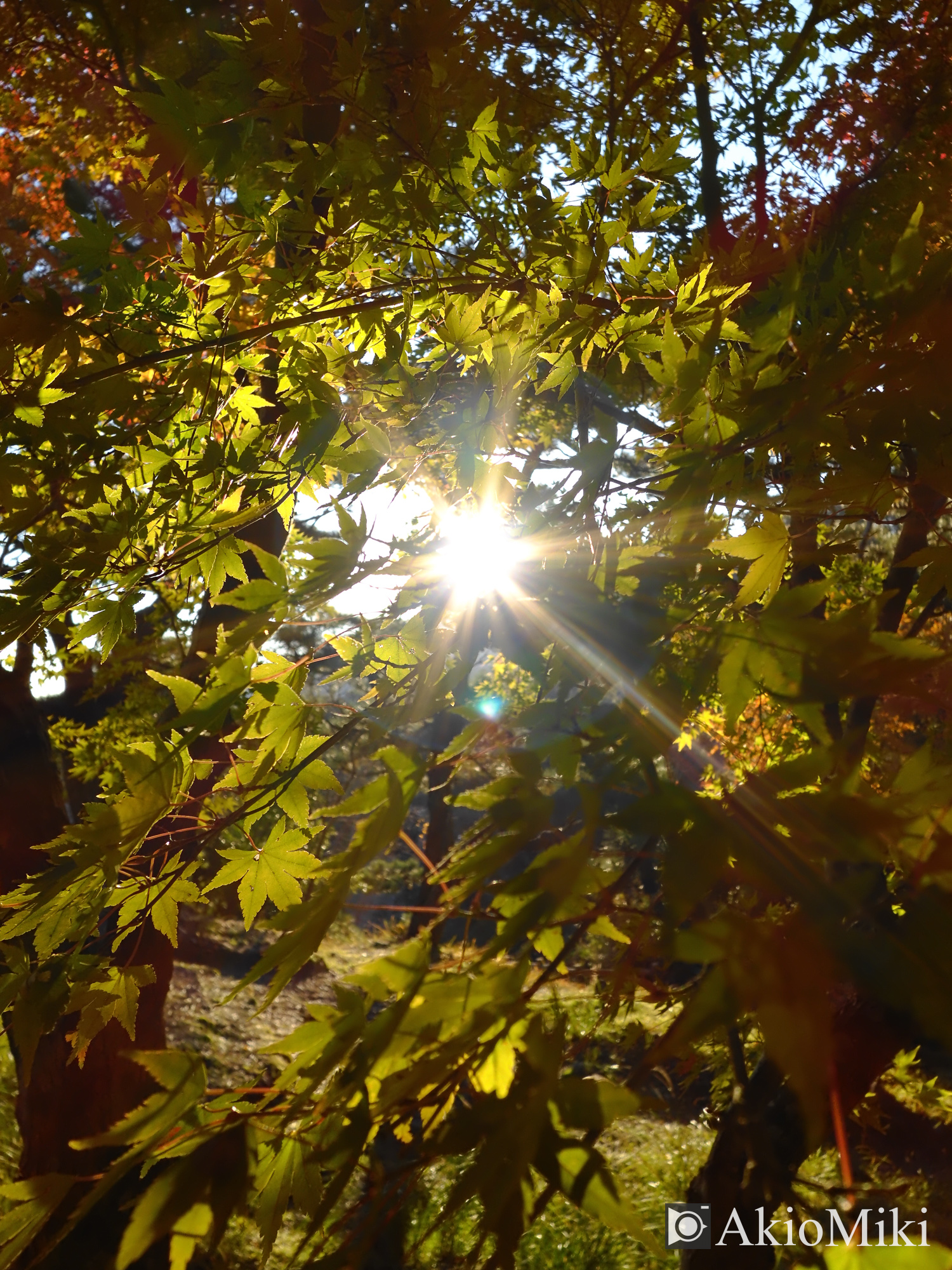 X half 寒霞渓 Velvia