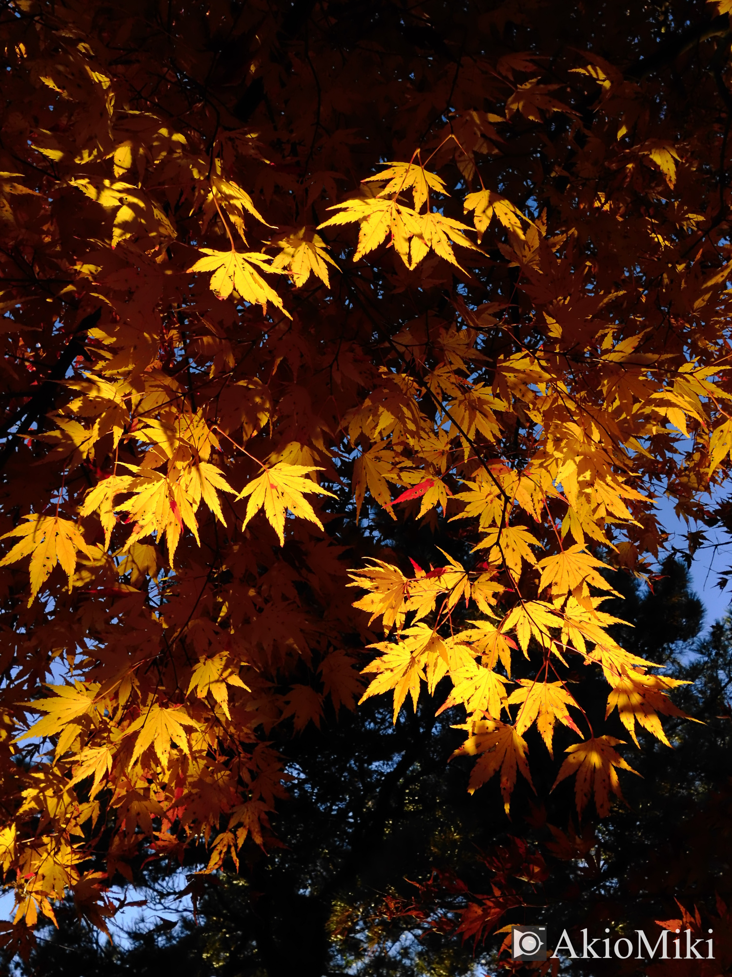 X half 寒霞渓 Velvia