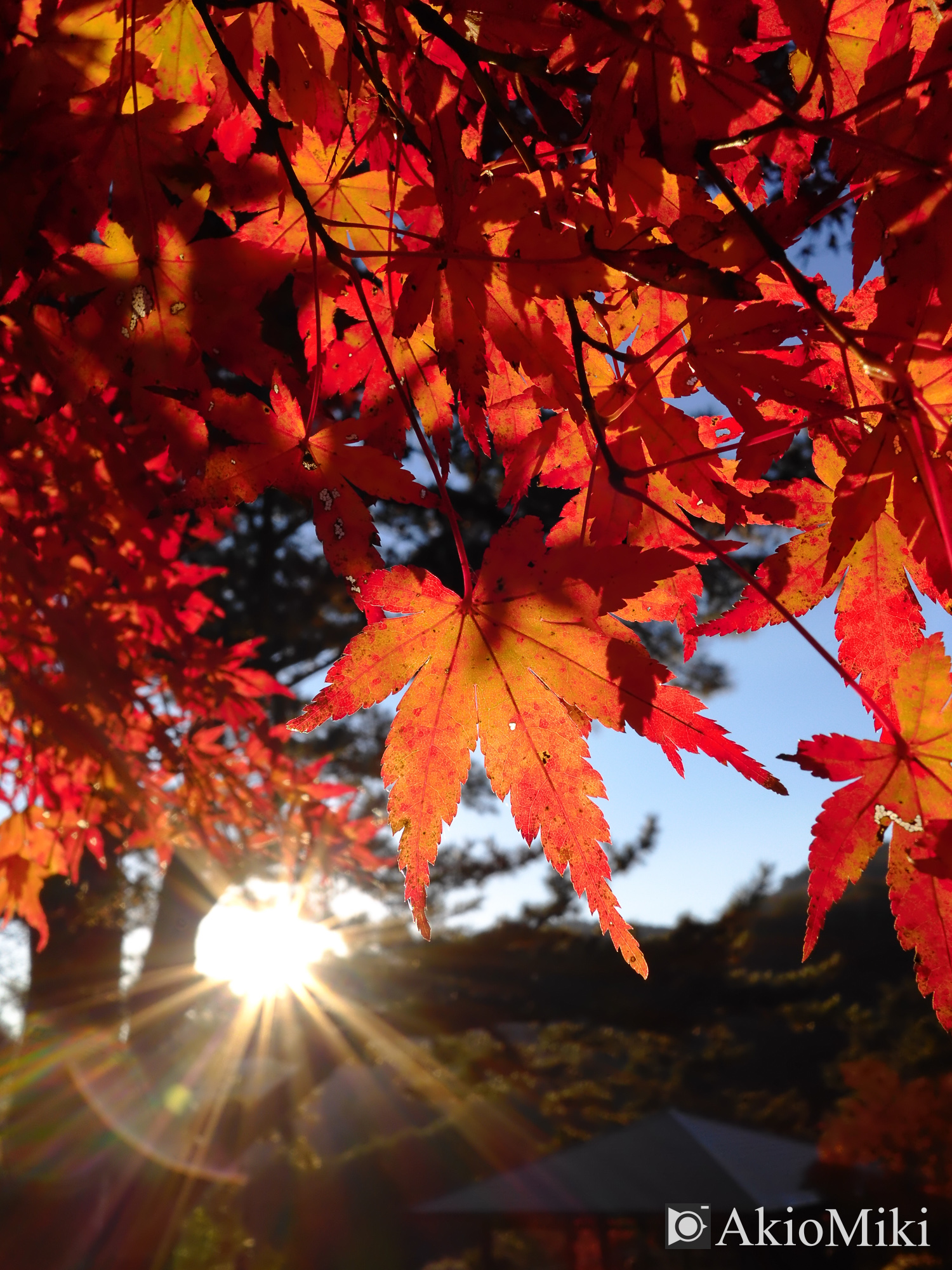X half 寒霞渓 Velvia