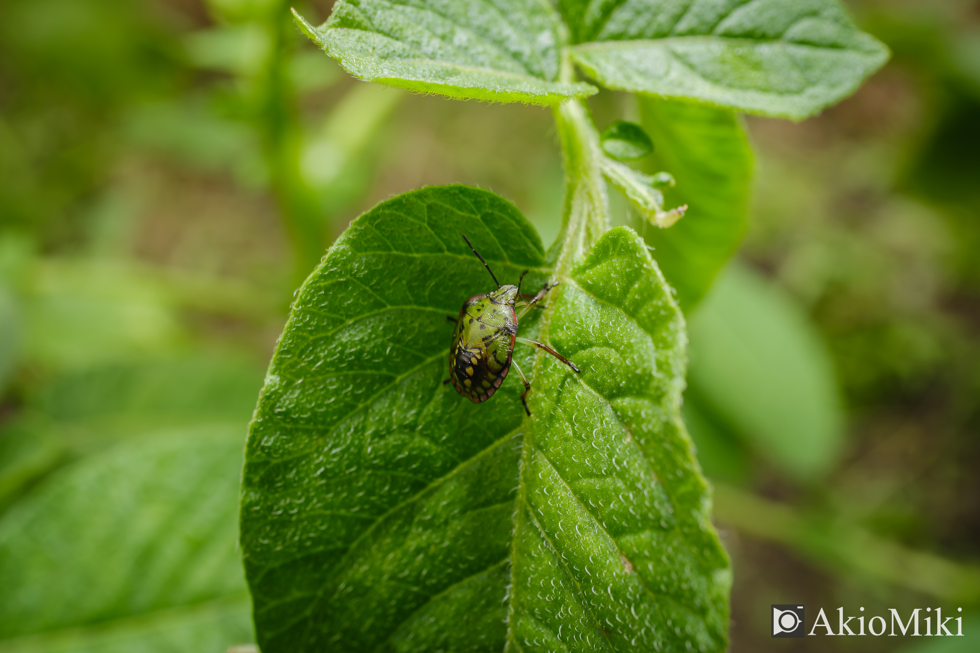 X-T4 + XF30mmF2.8 R LM WR Macro