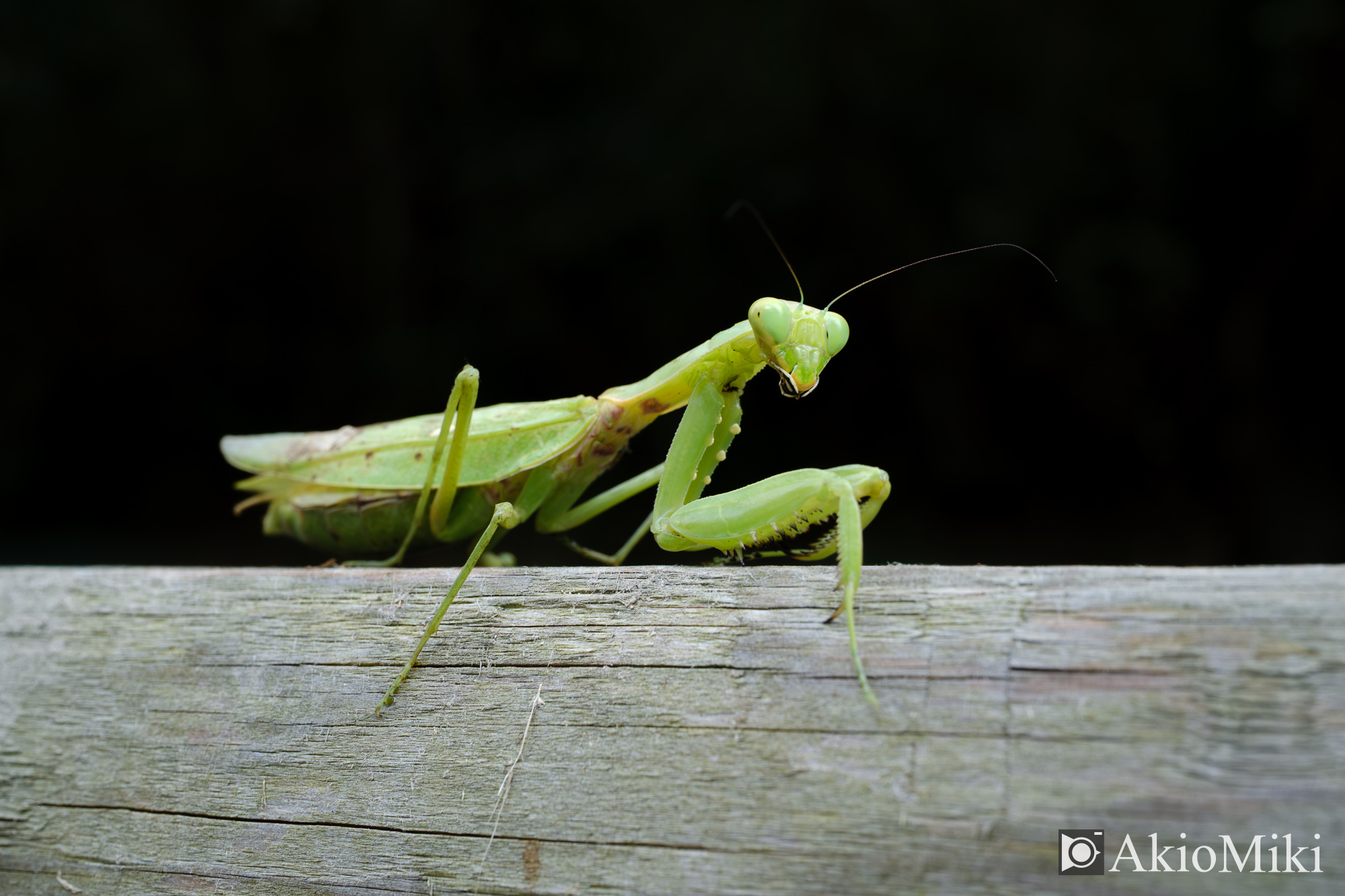 X-T4 + XF30mmF2.8 R LM WR Macro